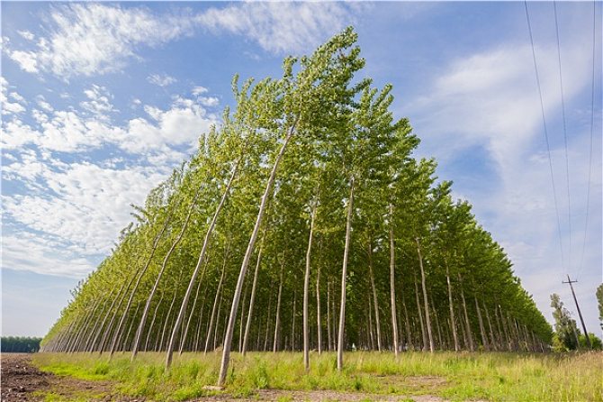 树木名称大全（园林景观常用绿化树种汇总）