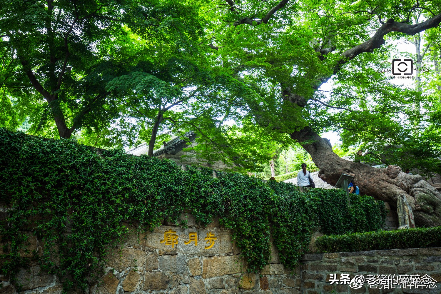 探访千年古崂山太清宫，揭秘崂山道士穿墙术