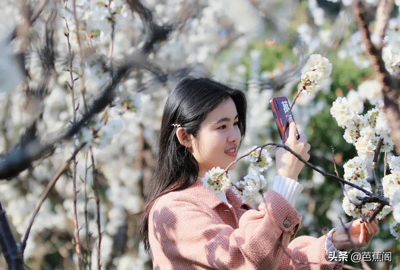 鲜花的山岗（樱桃花开满山岗的美景及赏花攻略）