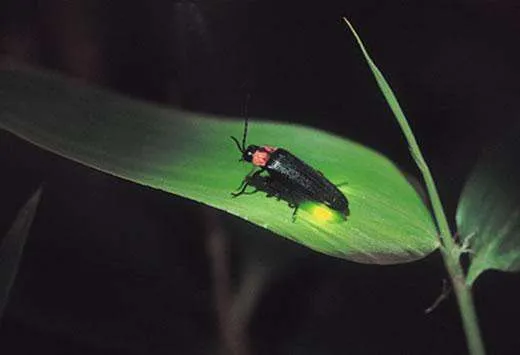 诗说科学 | 萤火虫为什么会发光呢？