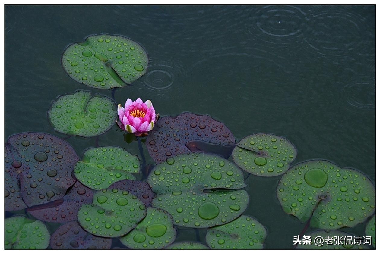 夏秋之交最适合读这样的诗句，有胜景，有梦境，更有意境