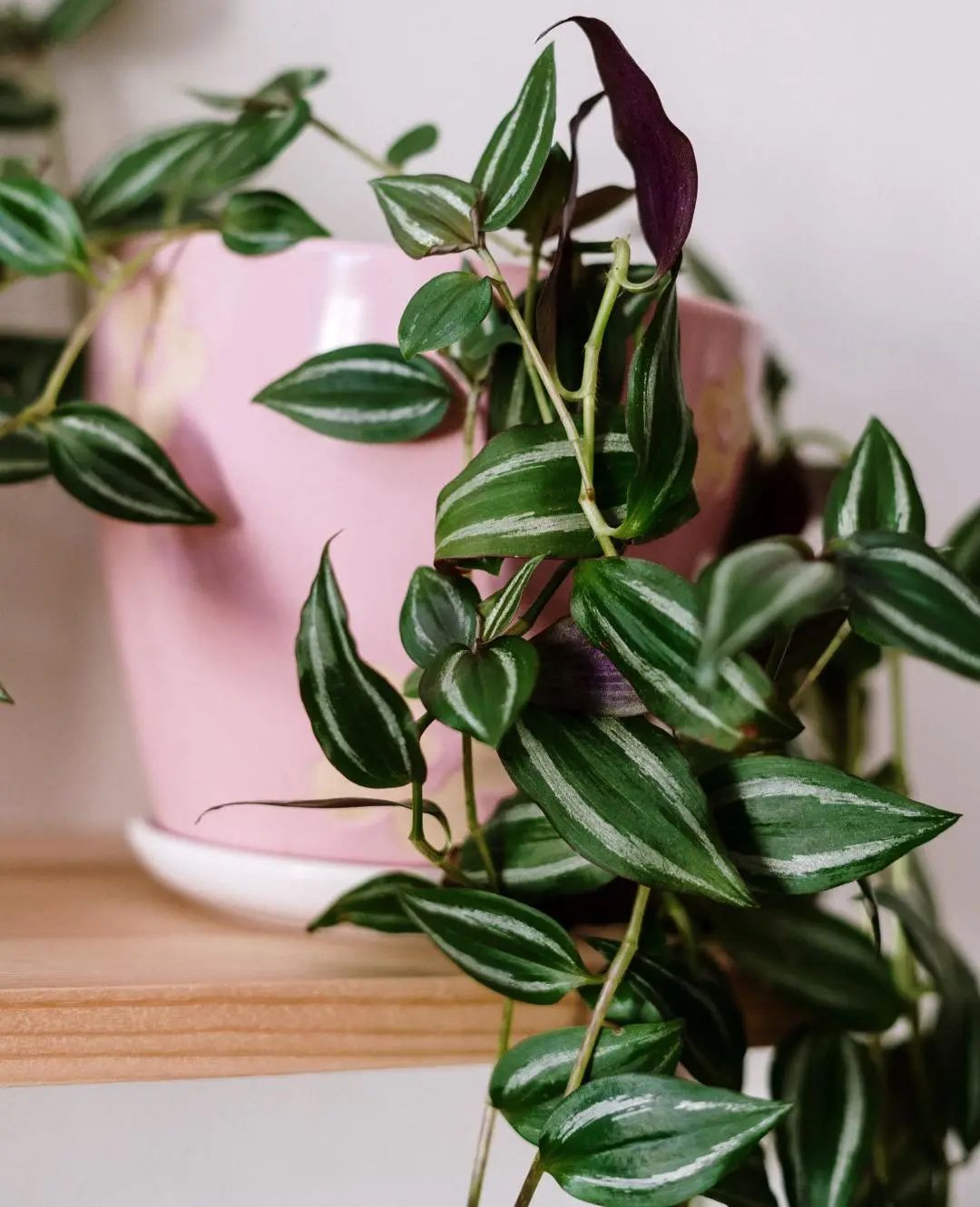 常见50种植物（50种常见的室内盆栽绿化植物）