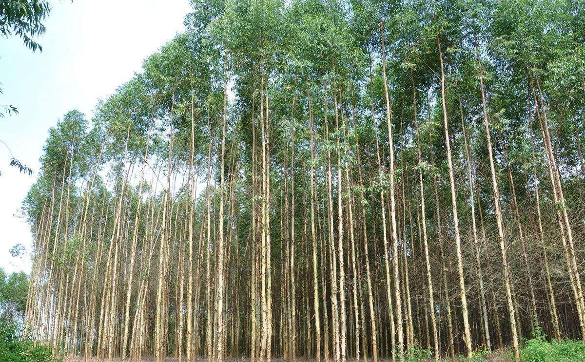 致郁郁葱葱的桉树~you are loved. 29