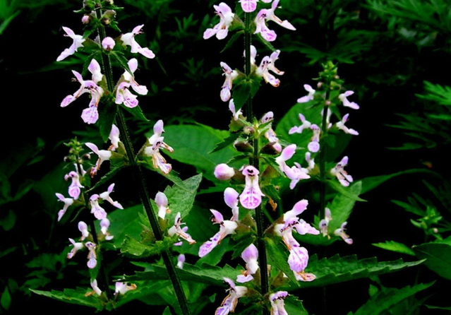 俗称"宝塔菜",长得像螺丝,过去一挖几十斤,现在一斤20元