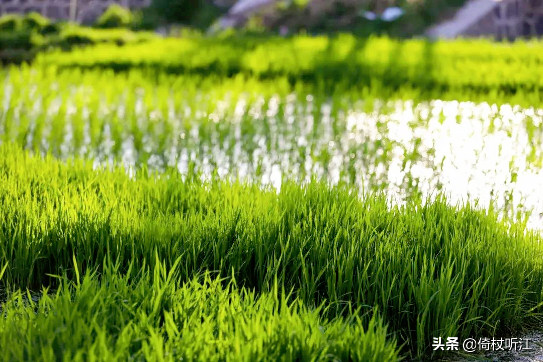 一夜风雨后，处处闻蛙声