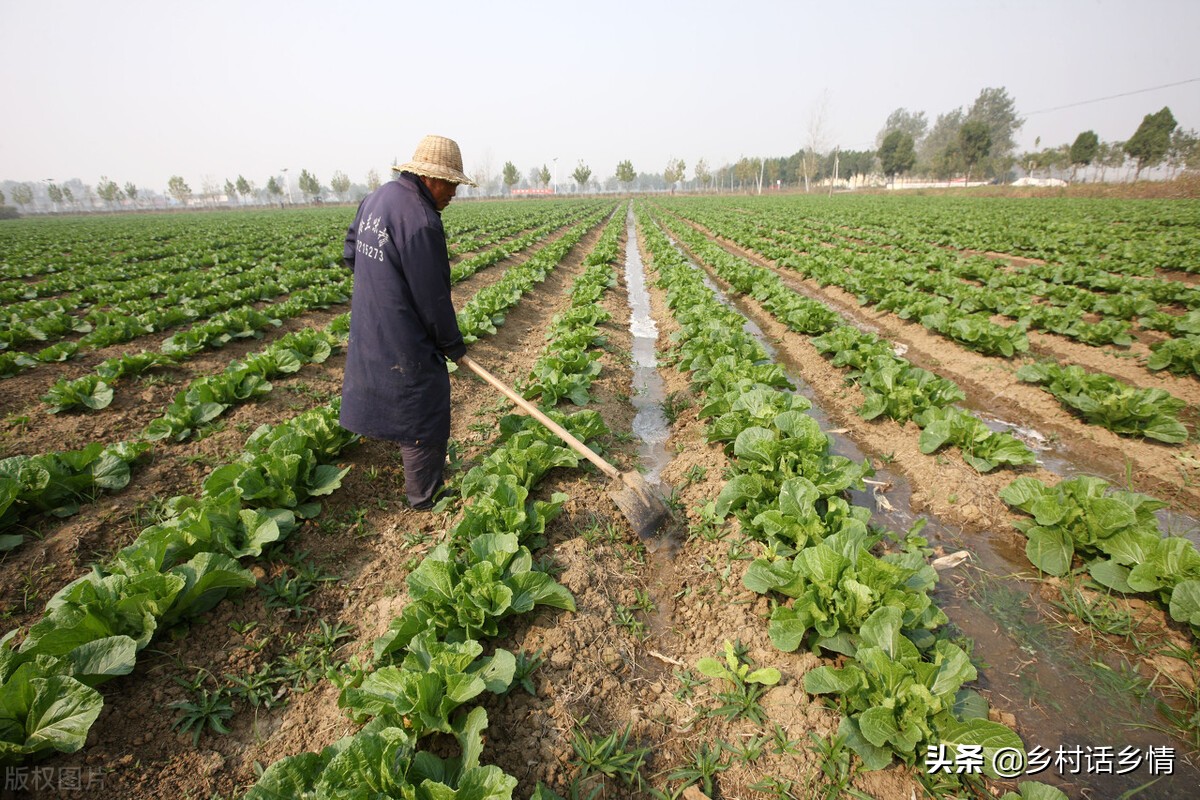 萝卜几月份种植才合适（萝卜几月份种比较合适）-第6张图片-巴山号