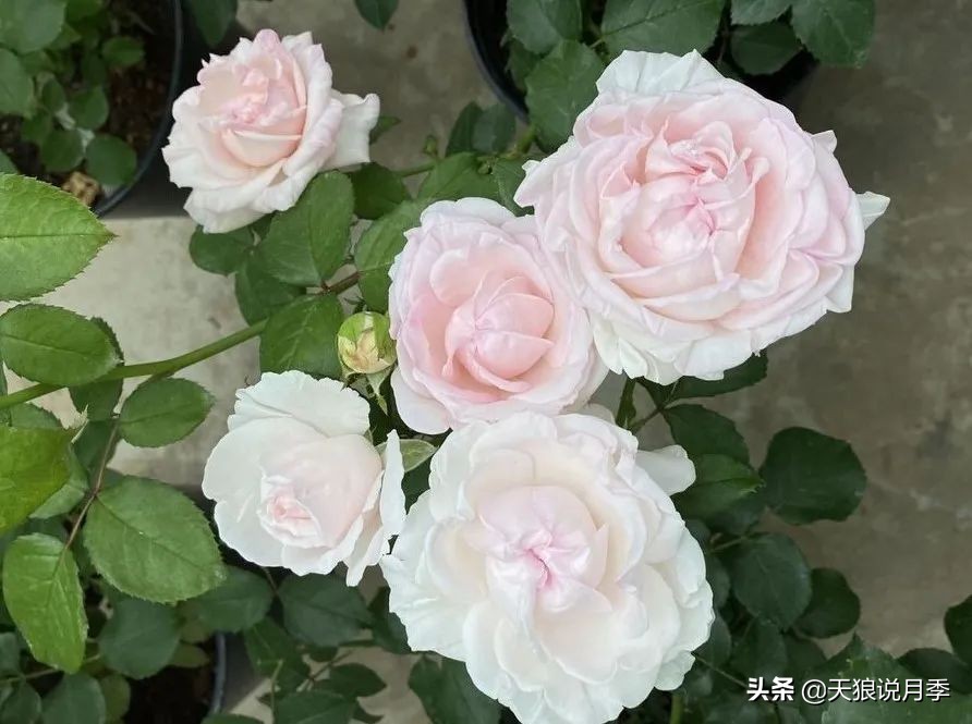 2020世界新品月季大赏，一起来看看都有哪些值得期待的新品种