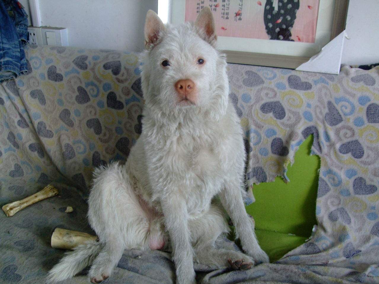 下司犬的5大缺点,网友:就算想养也不敢养啊