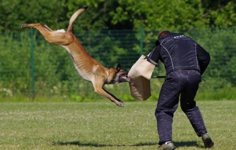 浙江一边牧遭比特犬疯狂撕咬，骨头被咬断，街头遇恶犬该怎么办？