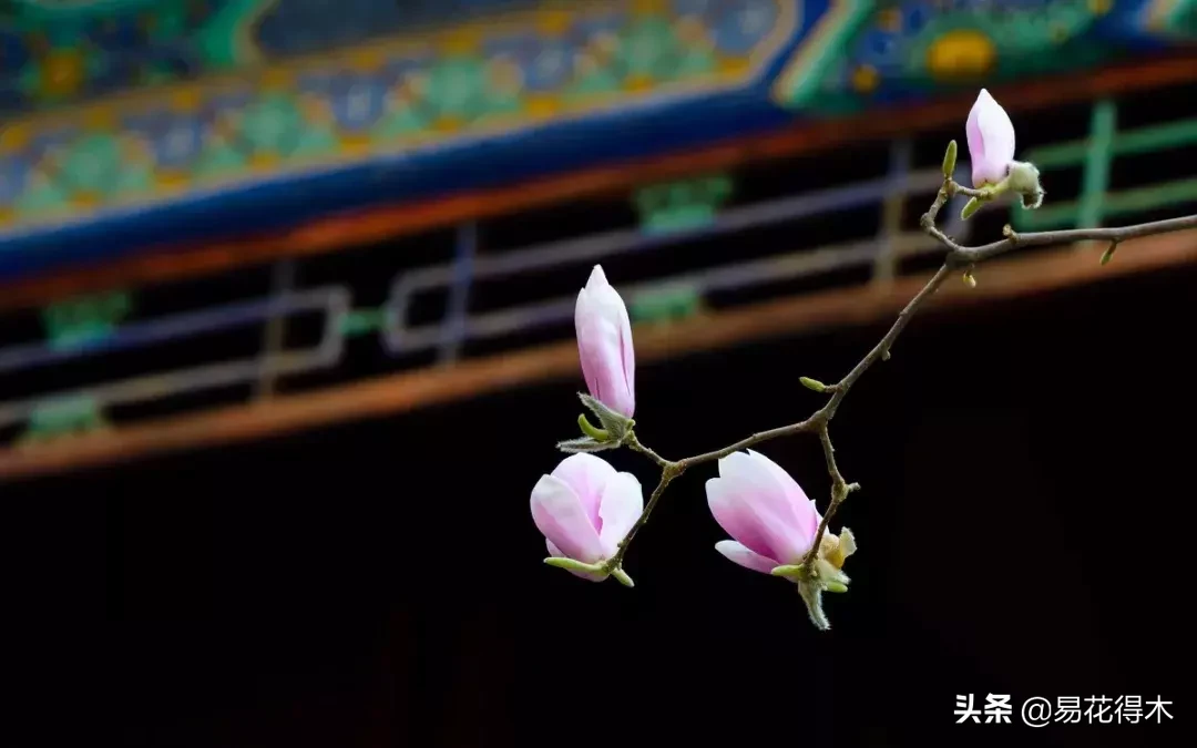 玉兰、紫玉兰、广玉兰、白兰花、木兰、望春、辛夷分别是什么花?