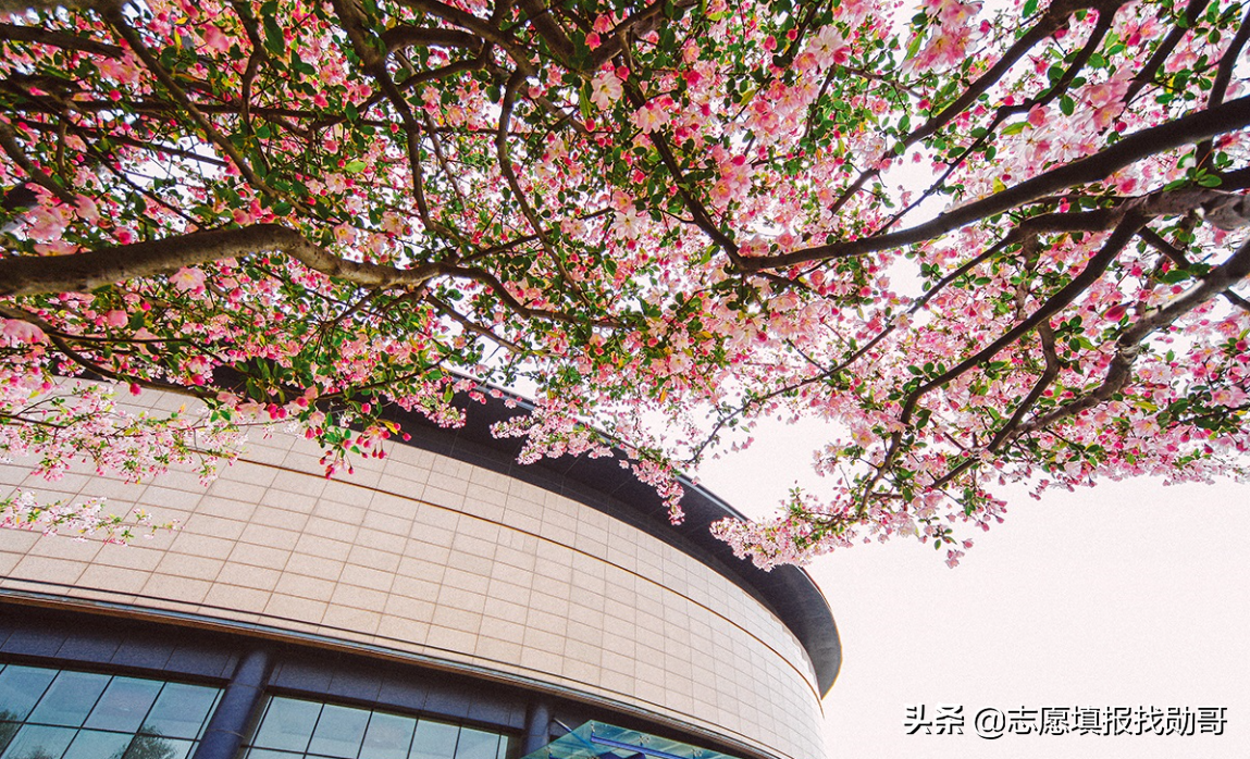 2019-2020年大学改名、升本，转设名单，最全收藏帖