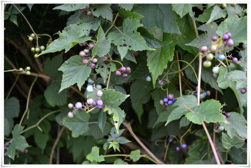过山龙,见过吗?可治跌打损伤,骨折,肿痛,风湿性关节炎