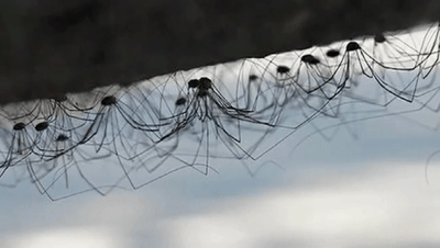 400_226gif 动态图 动图