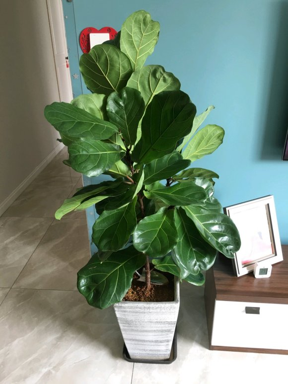 客厅喜阴最好养的大植物(客厅 喜阴 植物) - 武陵观察网