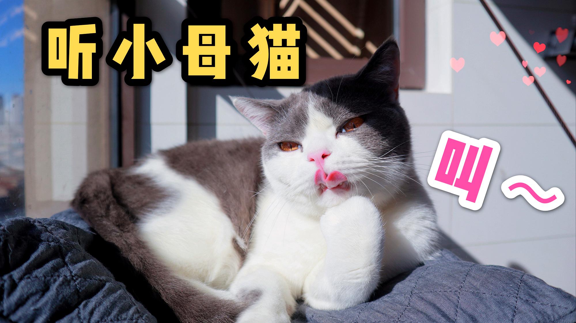 猫咪不同叫声含义不同,你知道它要表达什么吗?