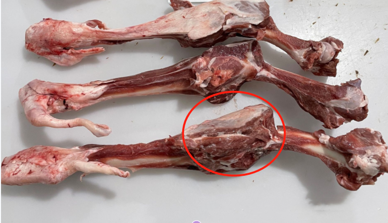 羊前腿和后腿的区别图图片