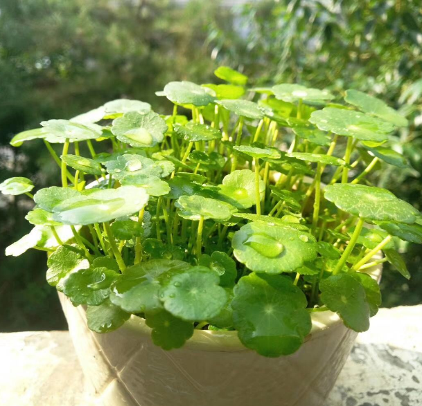 铜钱草开花了怎么办（3步让绿叶变得又大又绿）