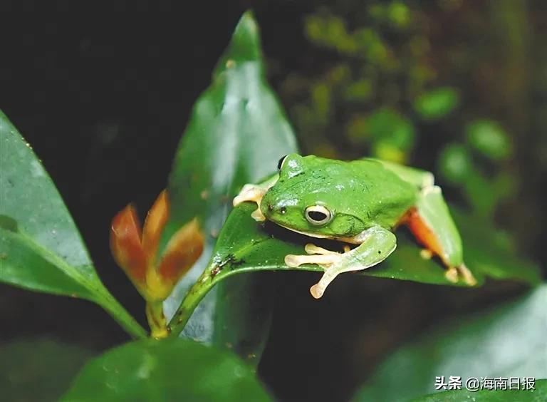 海南这座岛，居然有这么多雨林生物