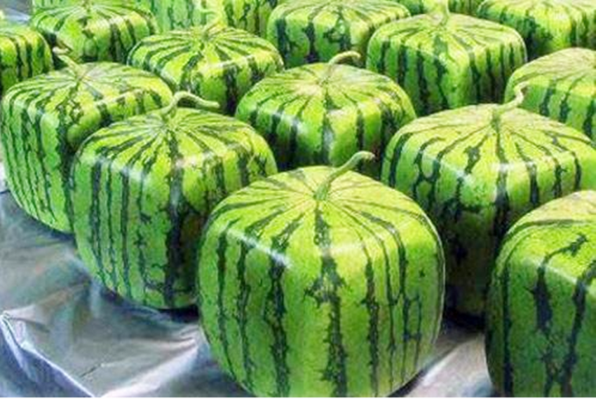 watermelon什么意思 superwatermelon意思 - 汽车时代网