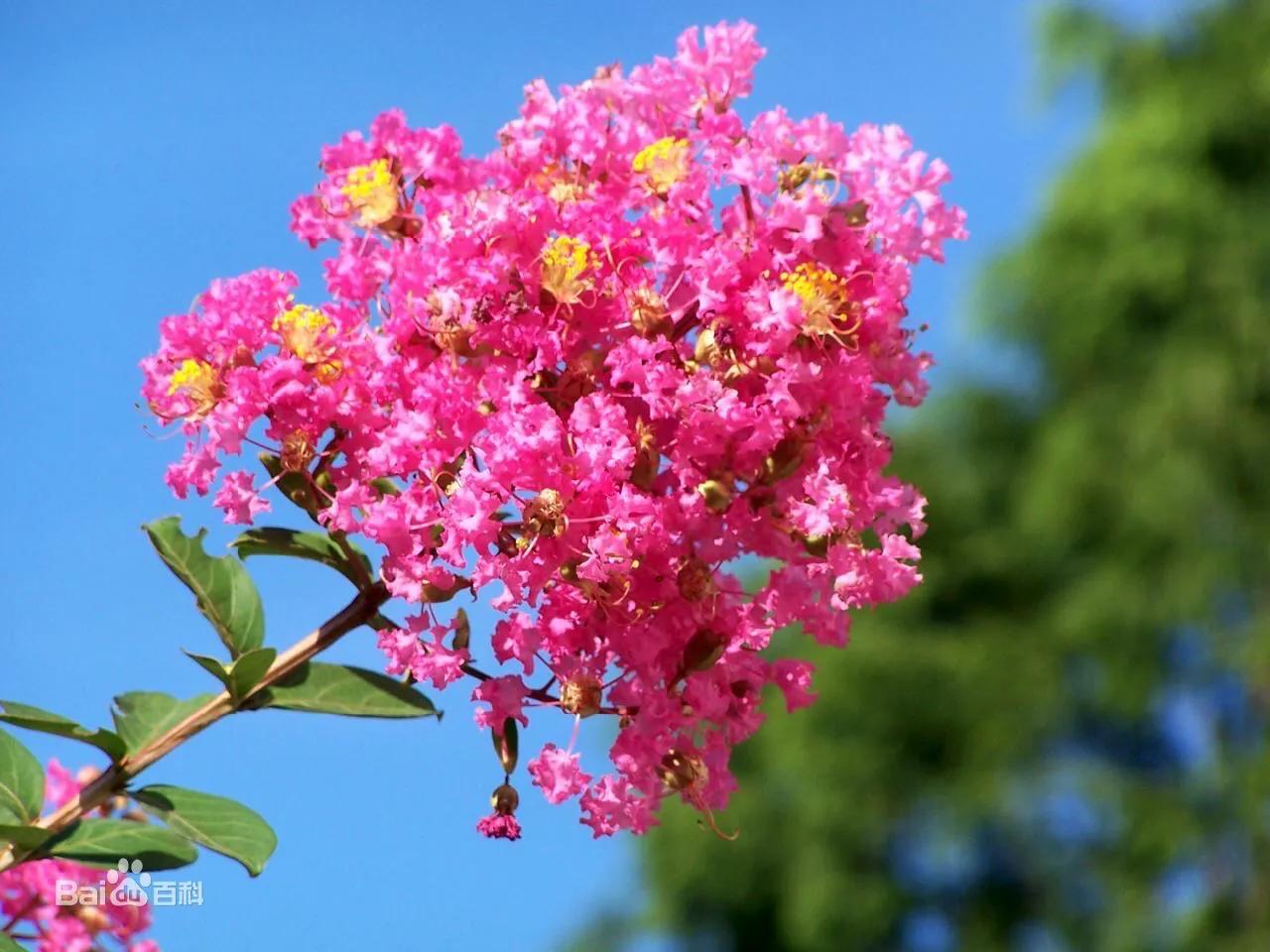 紫薇花品种分类