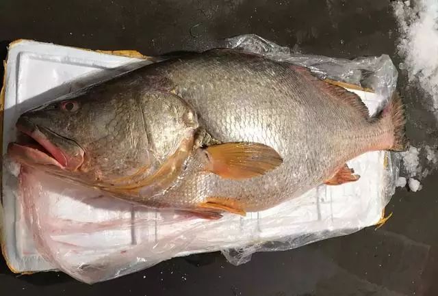 世界上最贵的5种鱼，最后一条450万，我不信你们吃过