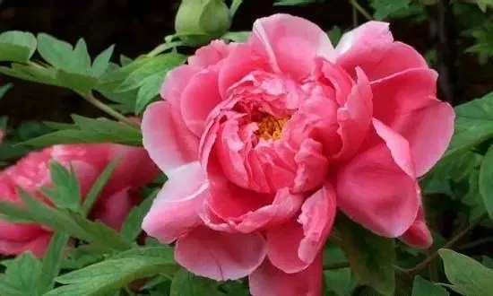 100种名贵牡丹鉴赏 绘画好素材（报花名）