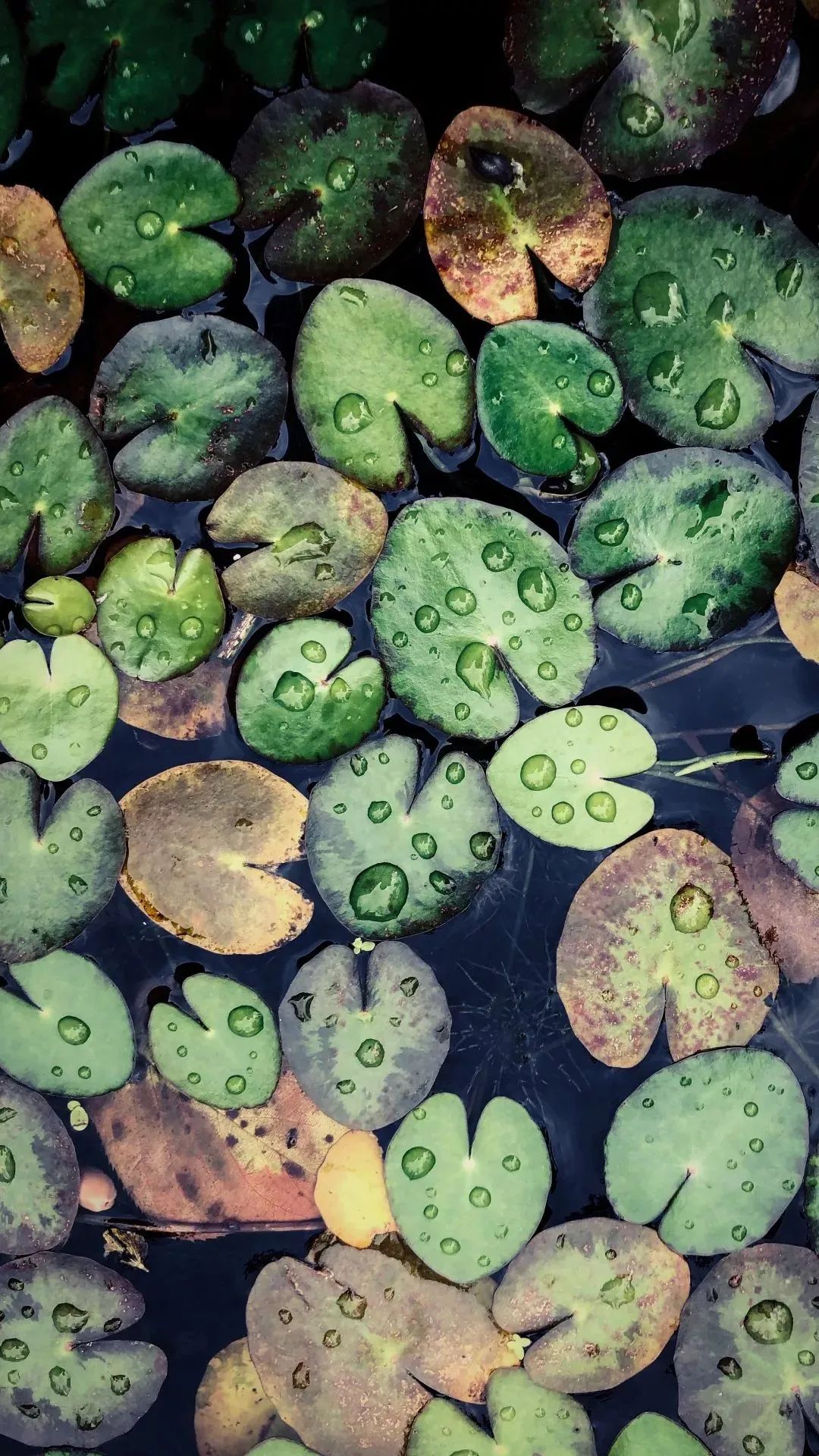 你的理想大学，终于被做成了手机壁纸