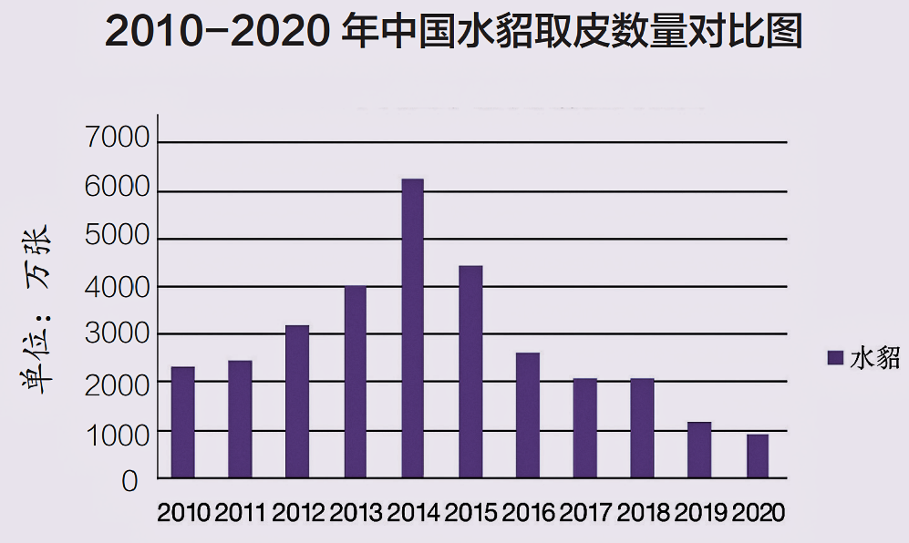 貂多少钱一只,貂多少钱一只 宠物