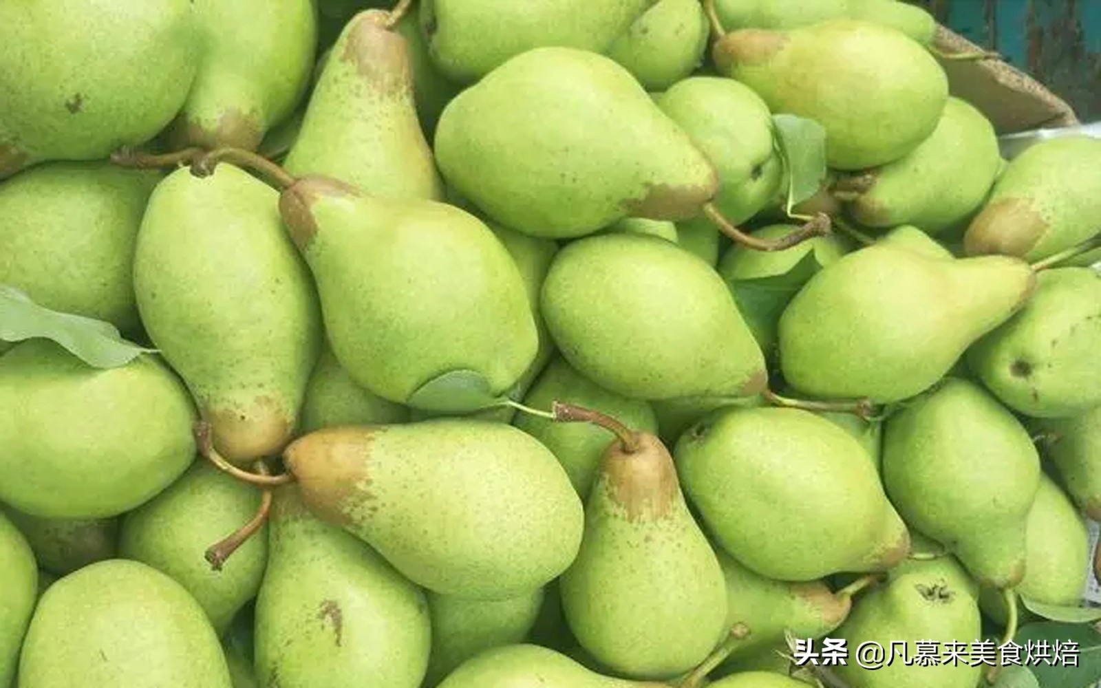 苹果梨图片（盘点全国最好吃的50种梨快收藏）