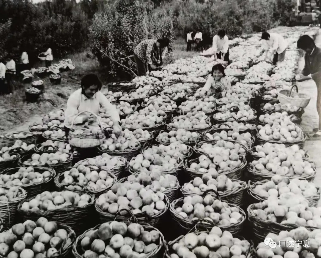 宁夏农垦创业时期的大中专学生 (上)