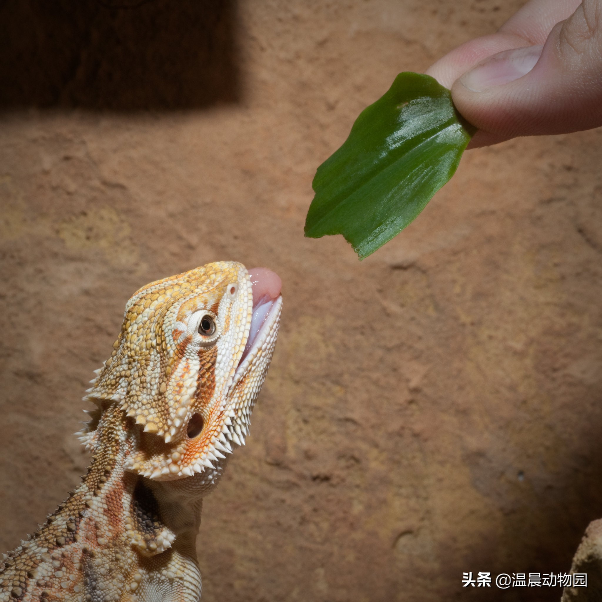 守宫真实图片