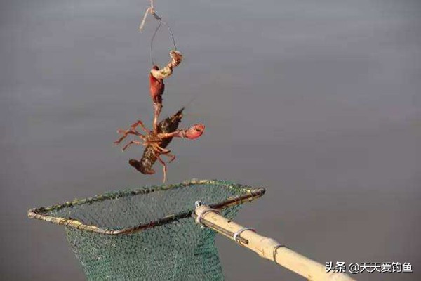 钓龙虾怎么钓（一文详解小龙虾的垂钓技巧）