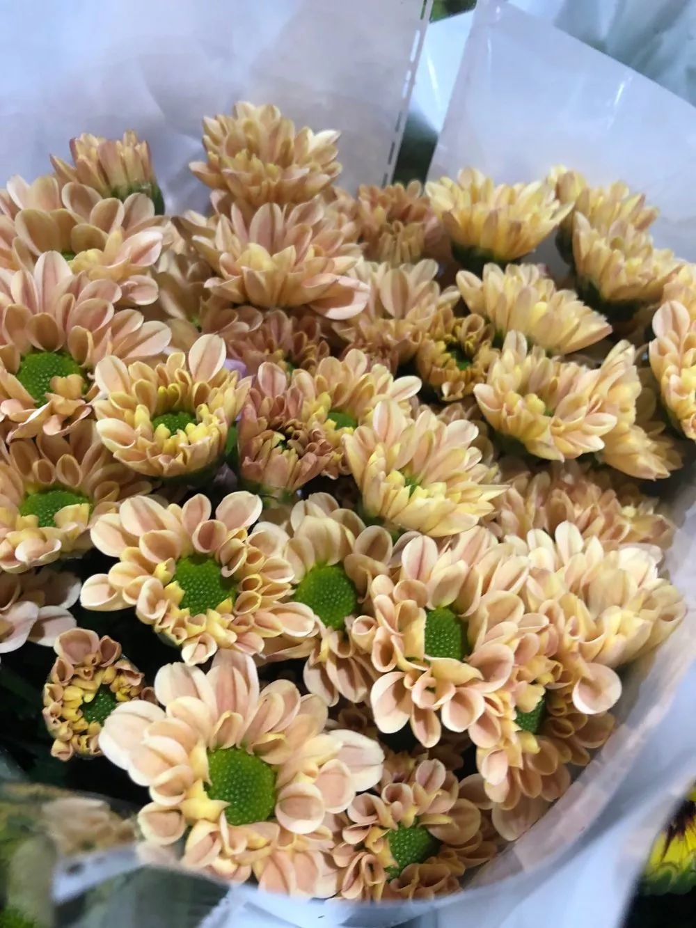 小雏菊花期（小雏菊花期较长养护得当可更长）