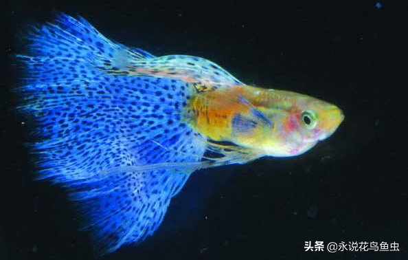 什么观赏鱼好看又好养？盘点好养的鱼排行