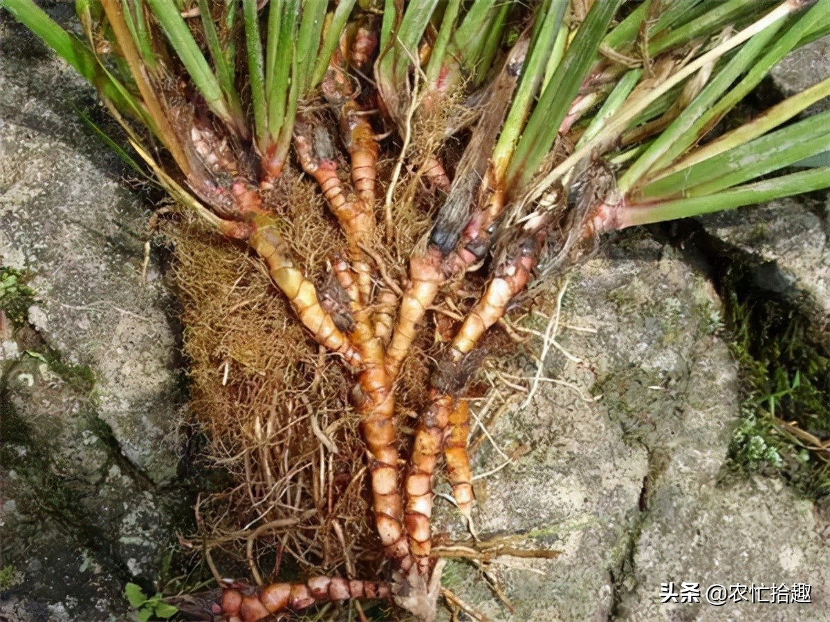 野生石菖蒲今日价「野生石菖蒲图片」-皮皮自媒体