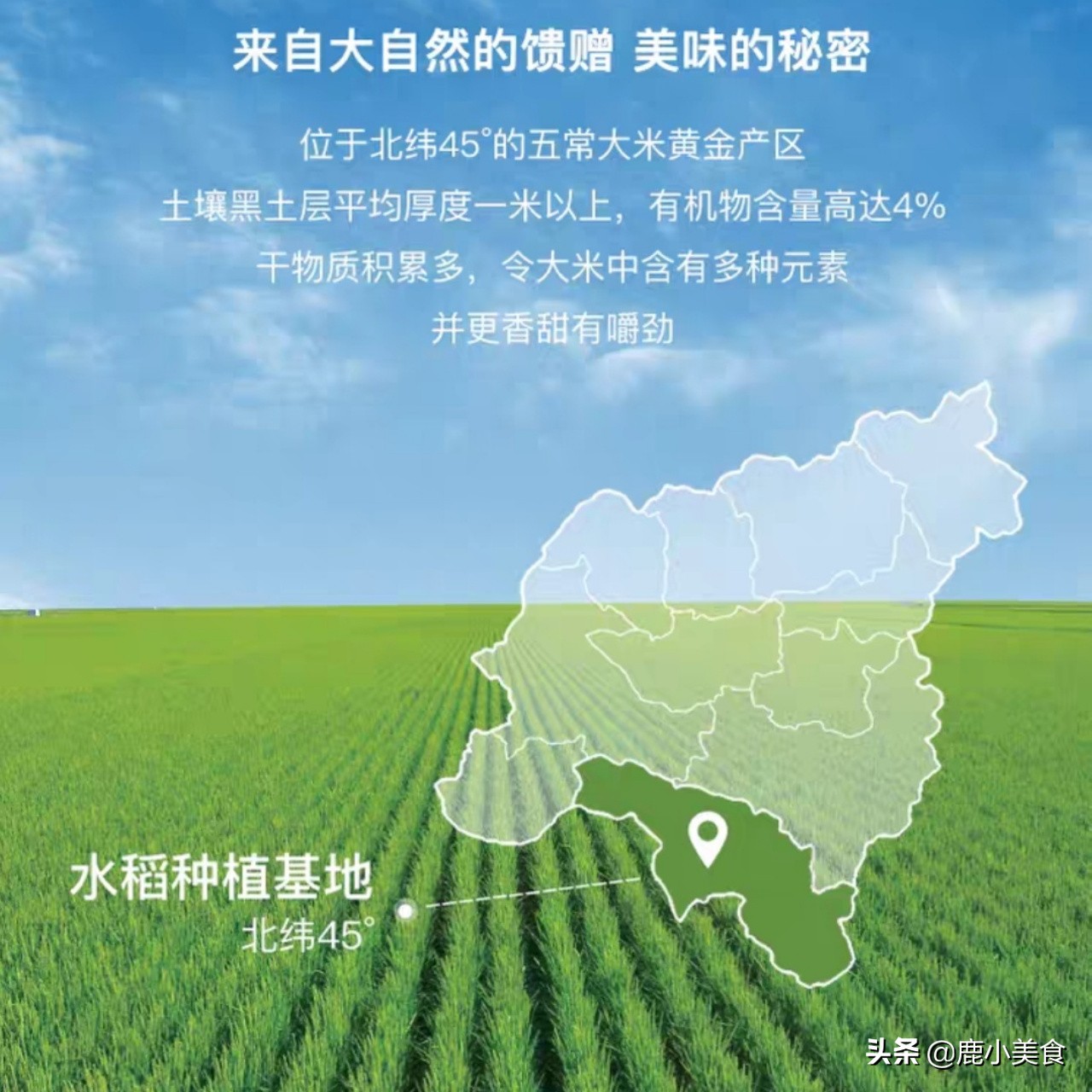 五常稻花香大米（牢记5个鉴别技巧轻松买到正宗货）