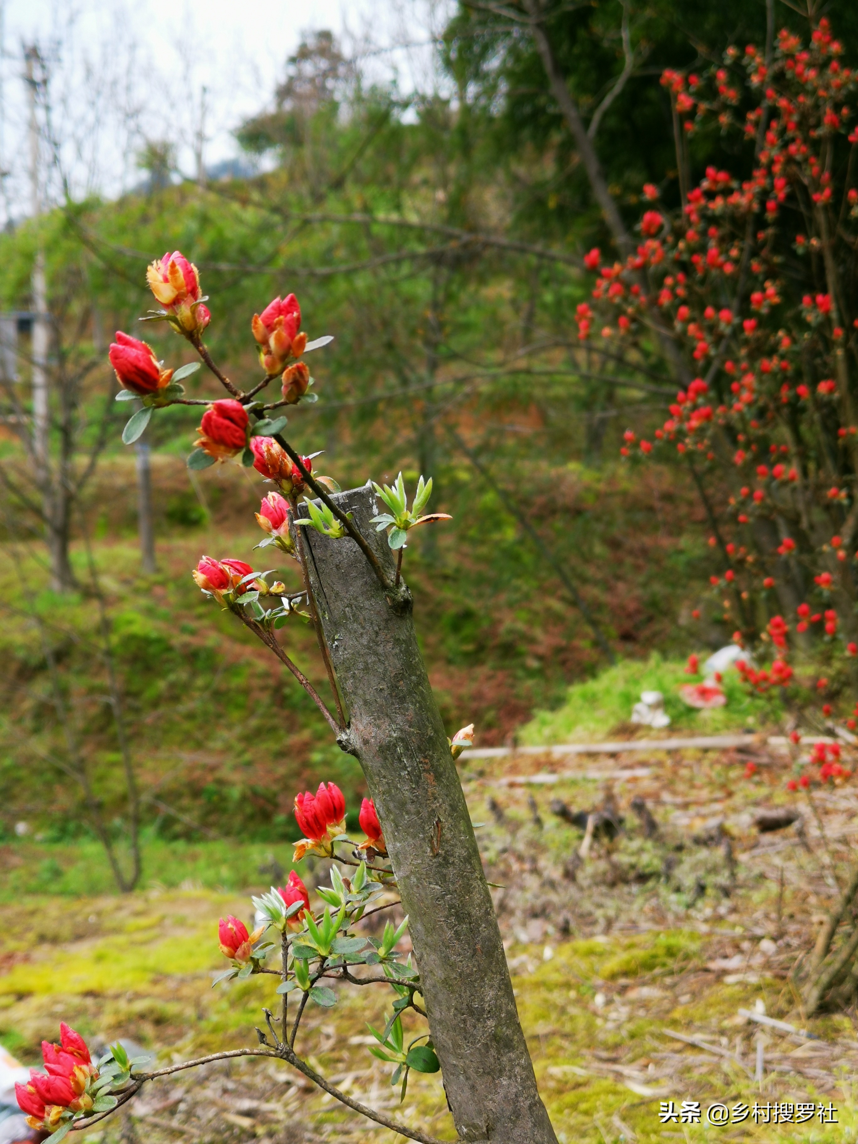 映山红是怎么种植的?掌握这些技巧,40天能生根,90天可成活