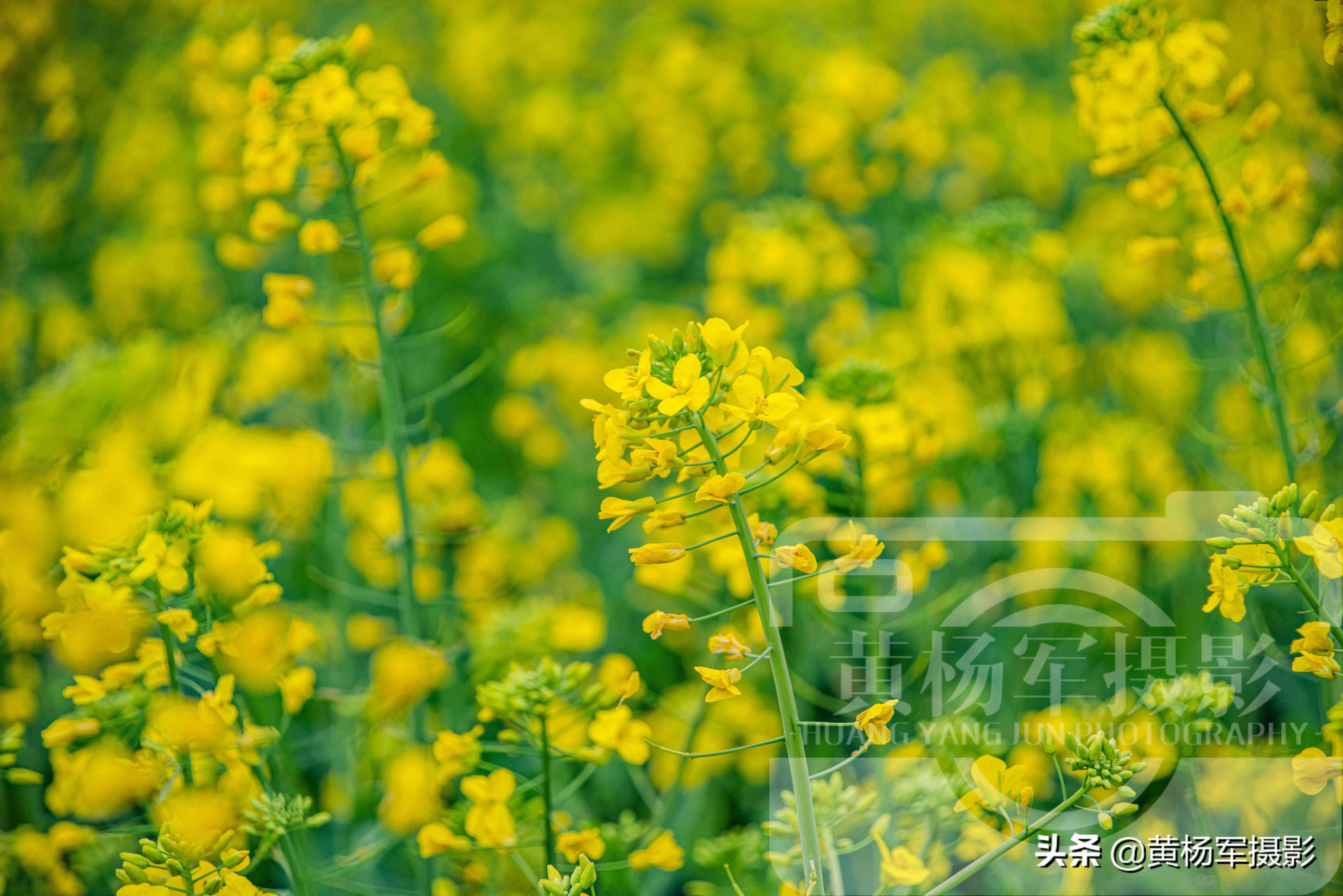 油菜花盛开的娇美，芬芳的花朵美艳熟悉的美，漫无边际的金黄