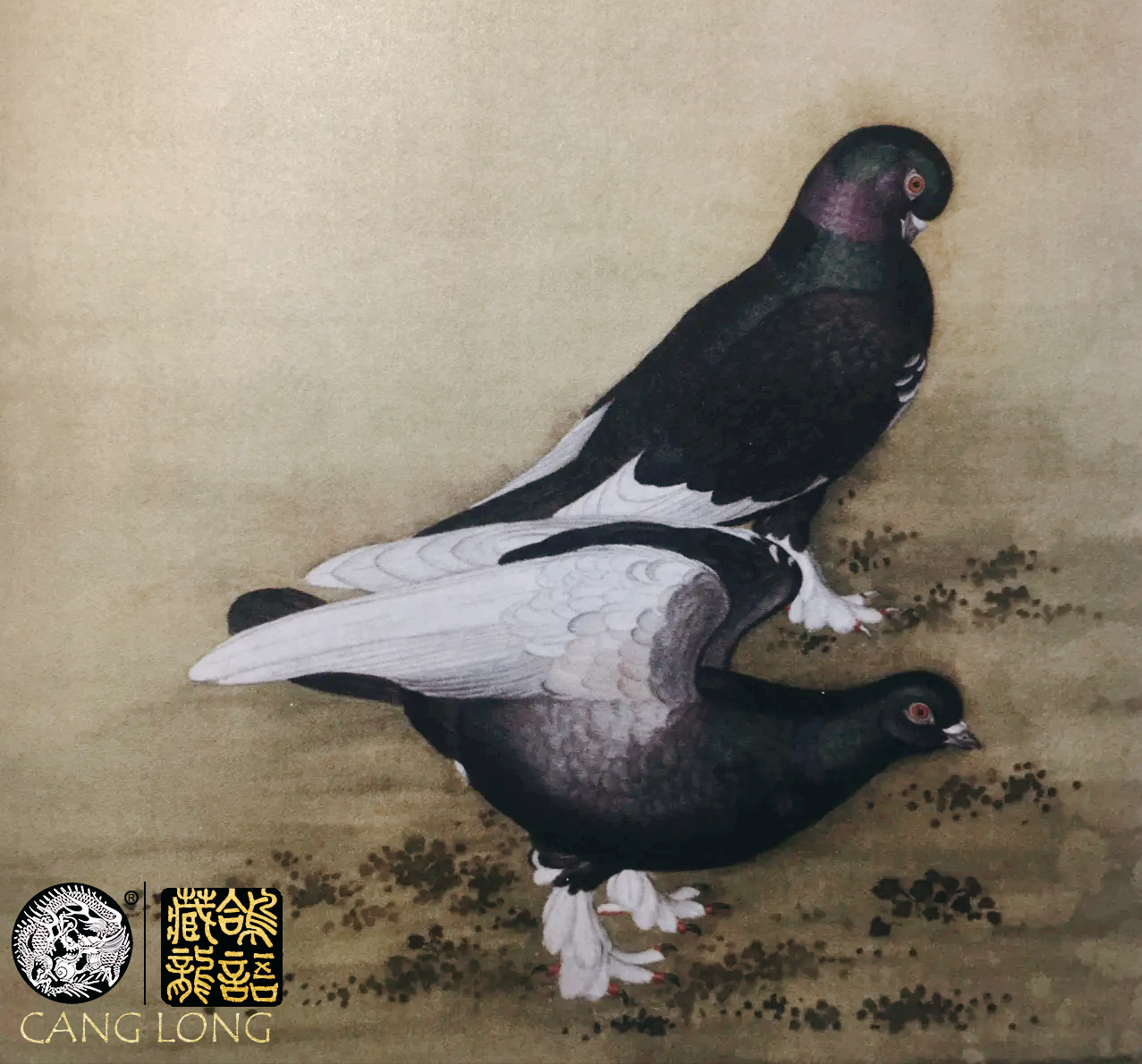 听中国赛鸽顶流老前辈们侃鸽经
