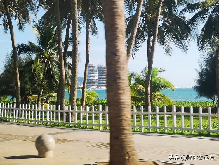 西沙~南海中的一片莲