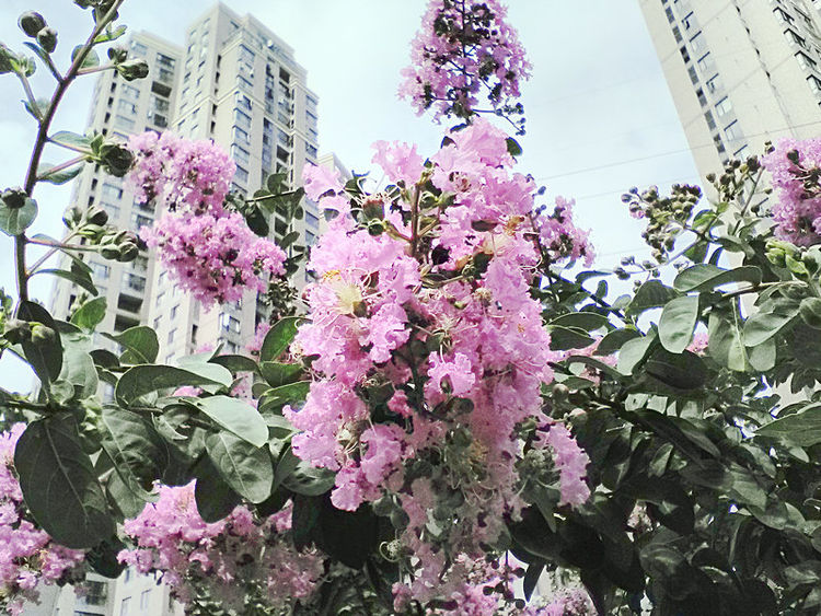 你喜欢紫薇花？