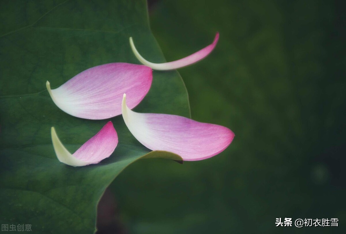 晏几道唯美早秋情词四首，金风玉露初凉夜，一枕江风梦不圆