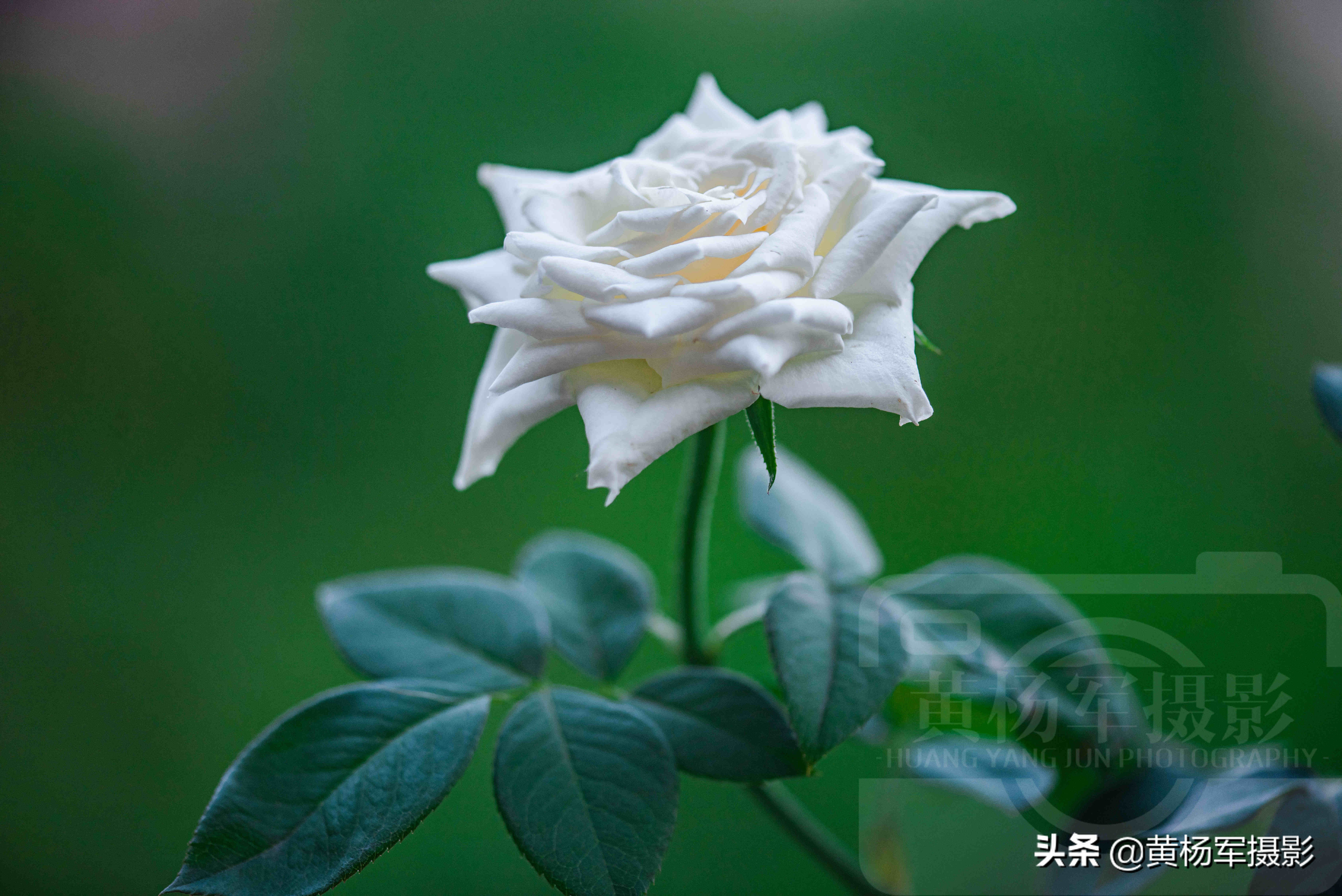 玫瑰花绚烂怒放的美丽,芳香花开的蔷薇科百态多姿,特漂亮的植物