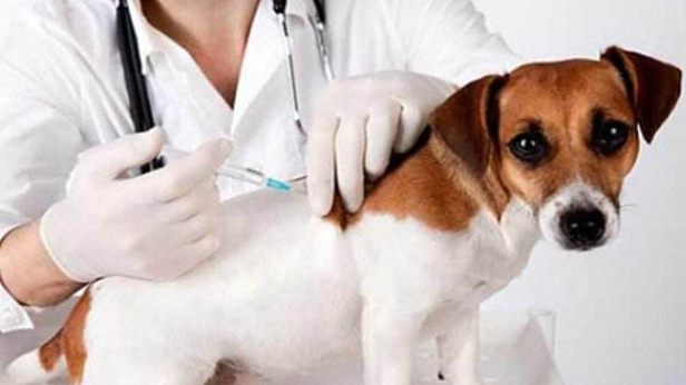 狗狗便血有这5种原因！了解清楚才能对症治疗