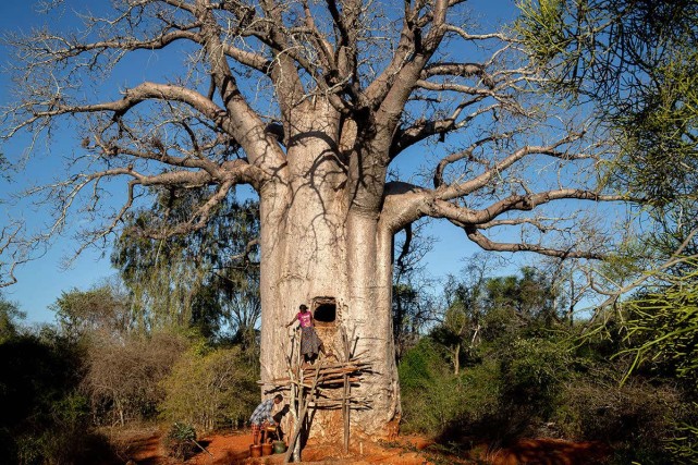 猴面包树为什么是非洲的生命之树？浑身是宝，可以在中国种植吗？