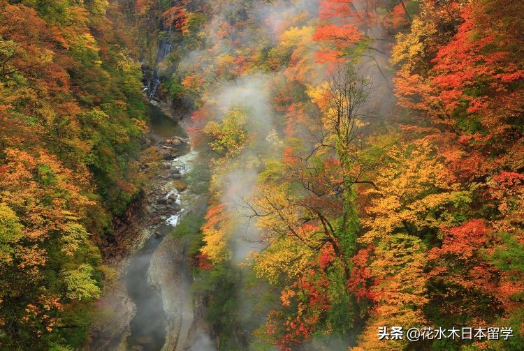 秋の風に舞う紅葉、一句の詩が心に響く