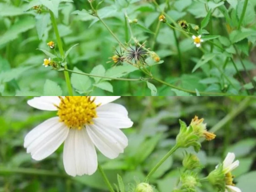 带头条朋友们看看闽南地区怎么过的“五月节”，走起