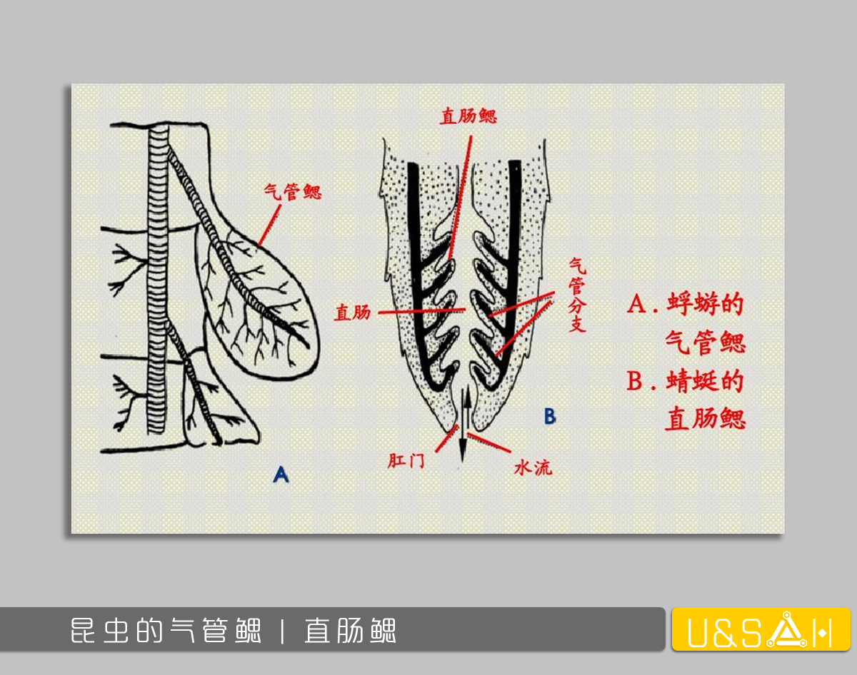 凡美丽的，都是残忍的——你一定想不到蝴蝶是多么的变态