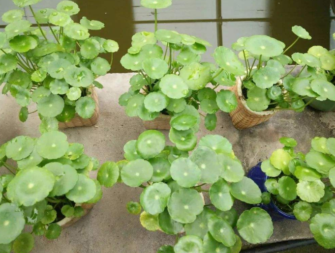 铜钱草开花了怎么办（3步让绿叶变得又大又绿）