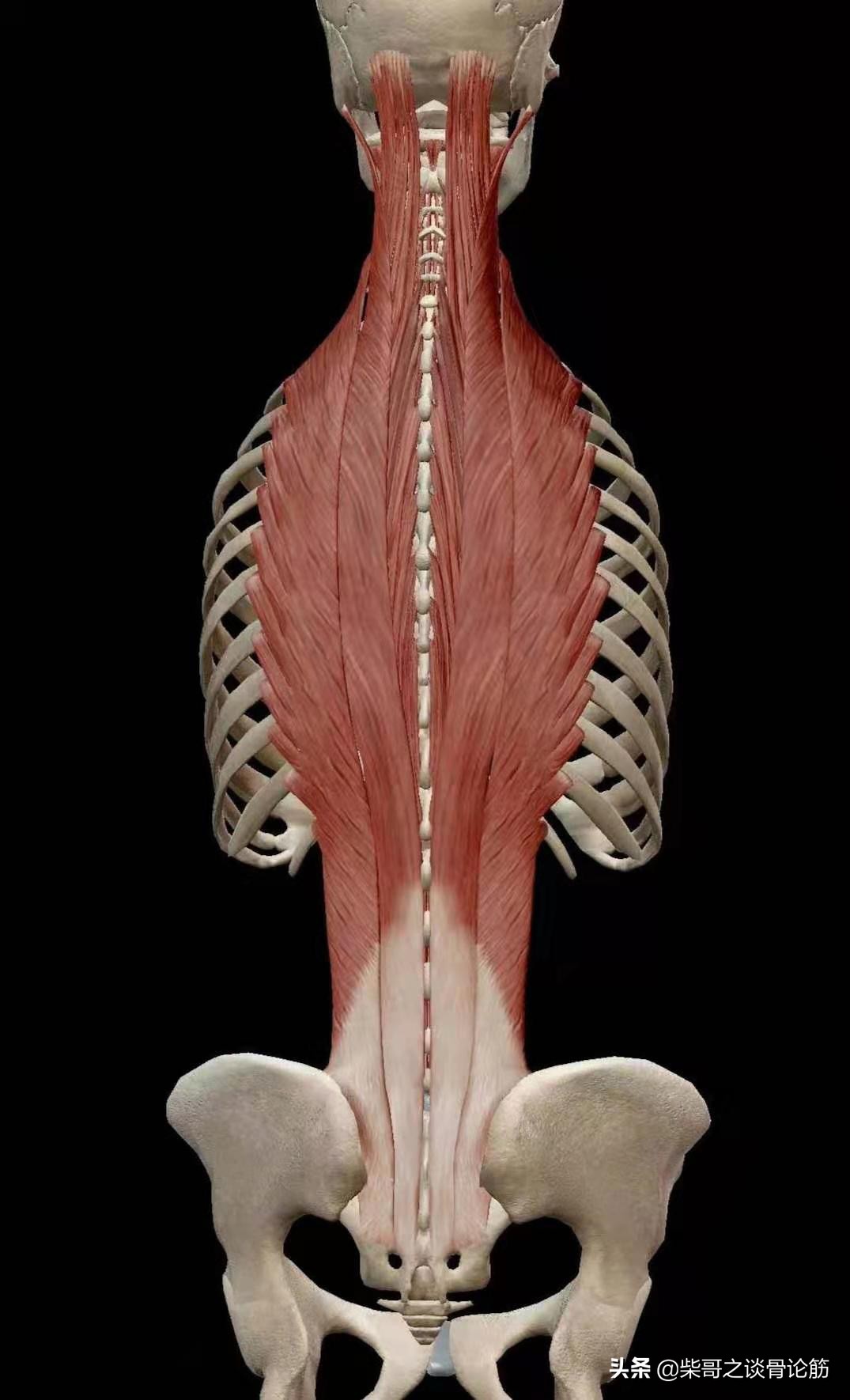 直接作用于脊柱的伸肌有棘突间肌和竖脊柱肌.